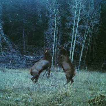 landhub's tweet photo. Spectacular 377 acre #majestic #elk #ranch For Sale in #guffey #colorado Borders #blmland #bears #muledeer #turkey #biggame and more! https://t.co/4DFSsHImcZ #biggamehunting #scenery #mountains #ranchproperty #property #realestate #buyland #investme… https://t.co/ftRMv0T04W https://t.co/krWfJRHJuO