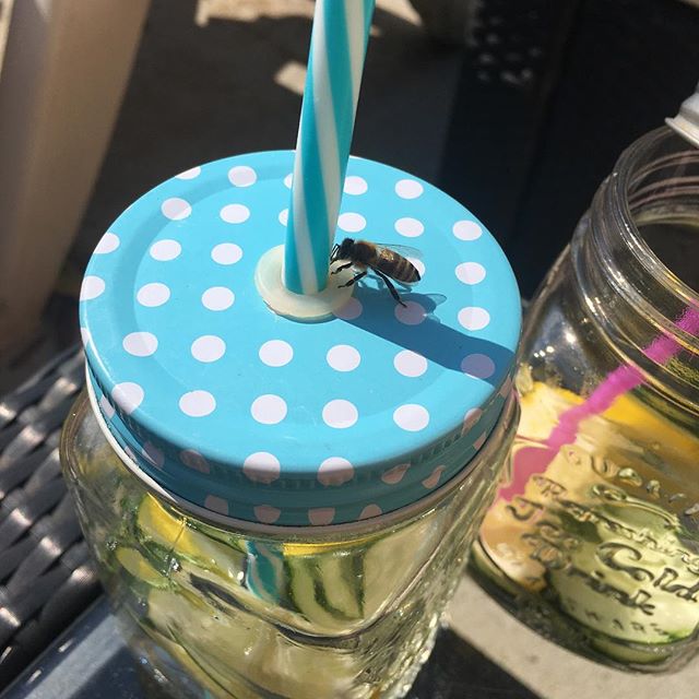 beewebapp's tweet image. #bee #bees #beekeeping #honigbiene #wasp #beekeeper