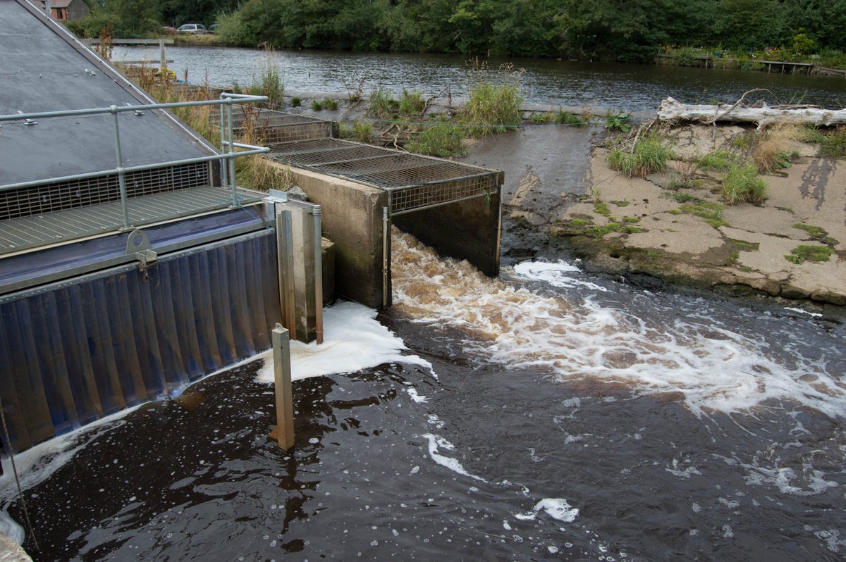IslanderDodd's tweet image. My new paper on #Fishpassage for #seatrout at a co-located Archimedean screw turbine and Larinier fish pass is now available. Looking forward to presenting this work @FishPassage2018 🐟     publish.csiro.au/MF/MF18125
