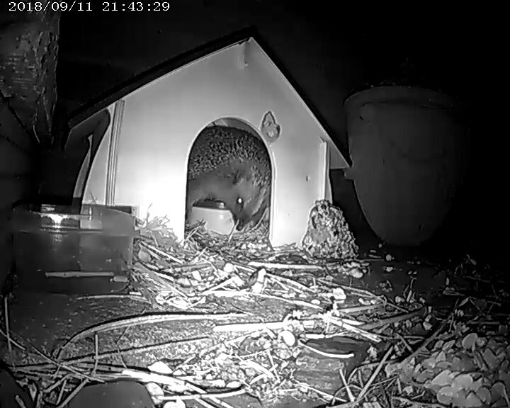 spike_face's tweet photo. Visited my feeding station 22 times last night! spent a lot of time sitting in my bowl #hedgehog #snuffle #hoglife https://t.co/yyMbxZFwZM