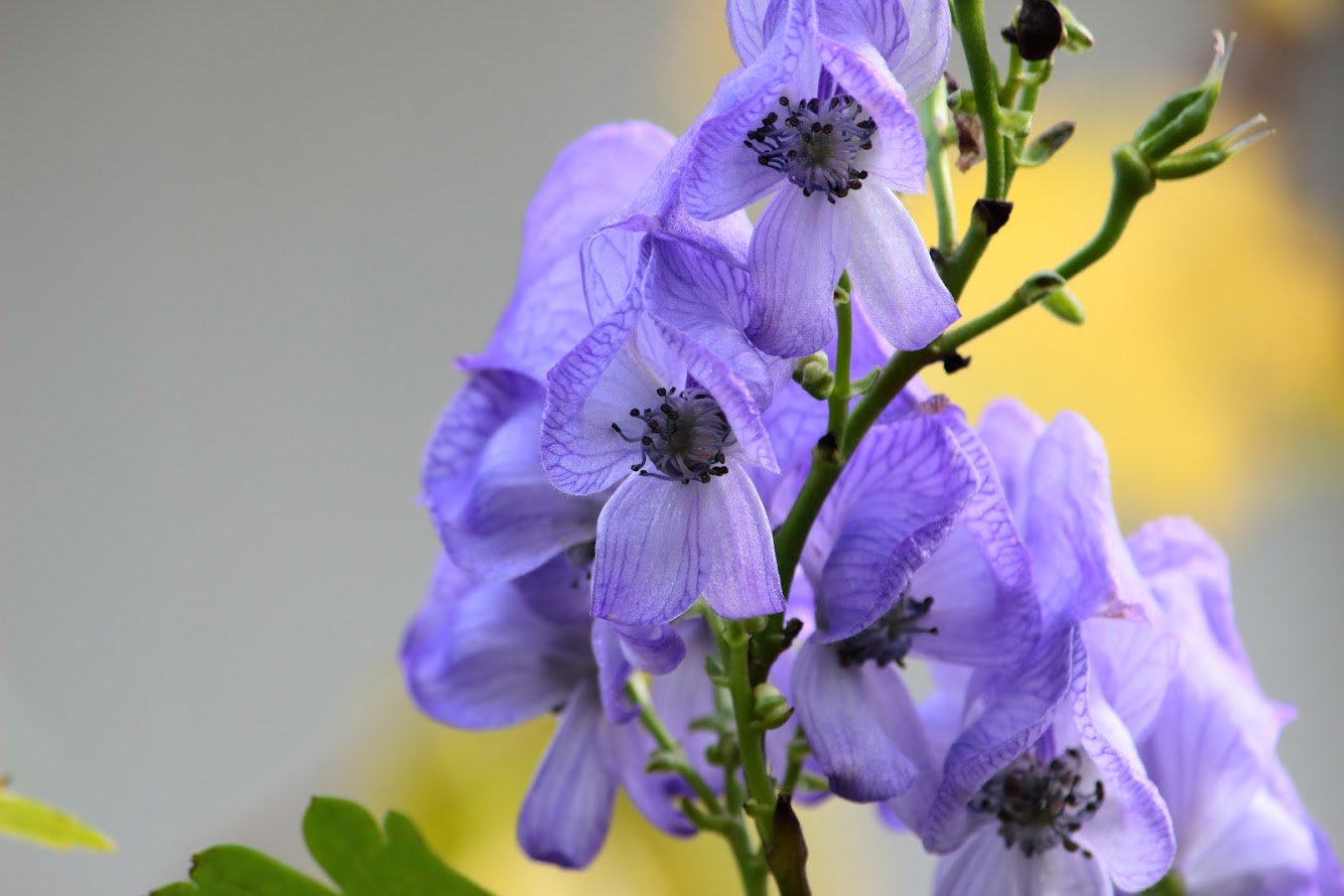 トコハナロジー トリカブト 花が1枚の花弁で覆われる不思議な花形で三大有毒植物の1つ 涼しげな色と慎ましい雰囲気が和を感じます 花言葉 騎士道 栄光 人嫌い 厭世家 T Co Lbyb44nlud Twitter