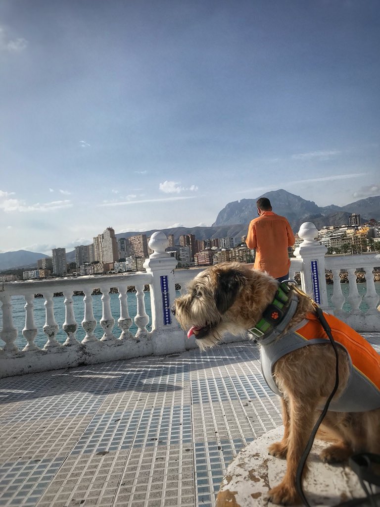 the_wonderdogs's tweet photo. I went on a day trip to Benidorm! 🇪🇸🐾 #skaterpup #skatingdog #tobythewonderdog #tobyontour #wonderdogontour #travellingwithpets #europe #spain #littledude #benidorm #adventuresoftoby @RuffwearUK @PitPatPet https://t.co/TFb9uE3ZKU