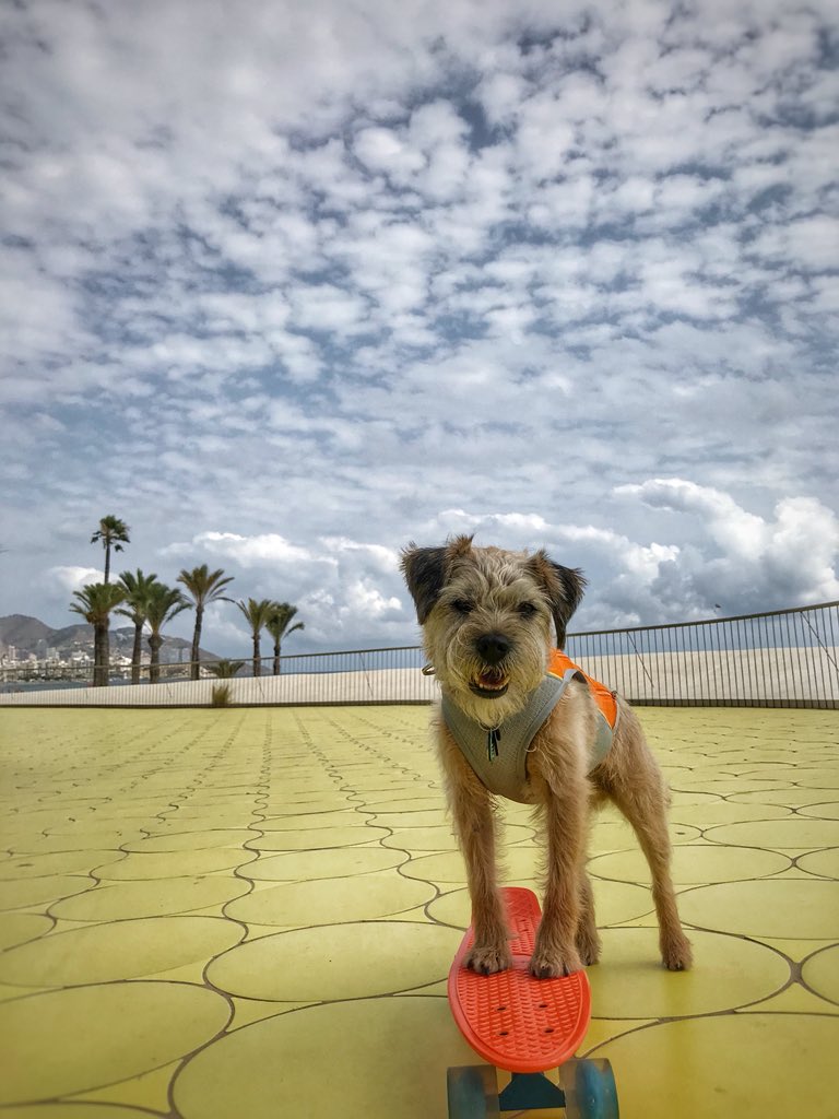the_wonderdogs's tweet photo. I went on a day trip to Benidorm! 🇪🇸🐾 #skaterpup #skatingdog #tobythewonderdog #tobyontour #wonderdogontour #travellingwithpets #europe #spain #littledude #benidorm #adventuresoftoby @RuffwearUK @PitPatPet https://t.co/TFb9uE3ZKU