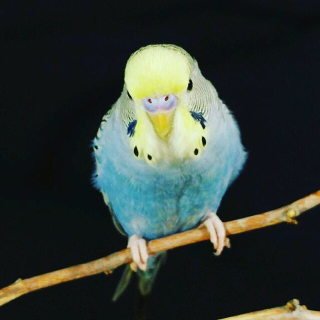 LParakeets tweet picture