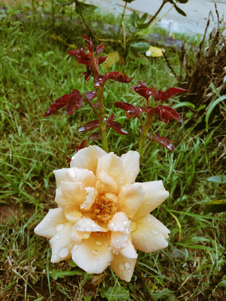 Dr Vipin Yadav On Twitter Good Morning Nature Morning Dew