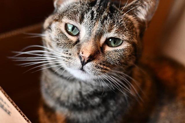 kaylinrenee13's tweet photo. Ilia Garnet in her natural habitat, a box. π» #behindthehourglass #catsofinstagram #iliagarnet #sillyilly #nikonsofinstagram #riker #catportrait #nikon #nikond7500 #myhusbandgotmethebestlens #behindthehourglass https://t.co/75JkiTRROw