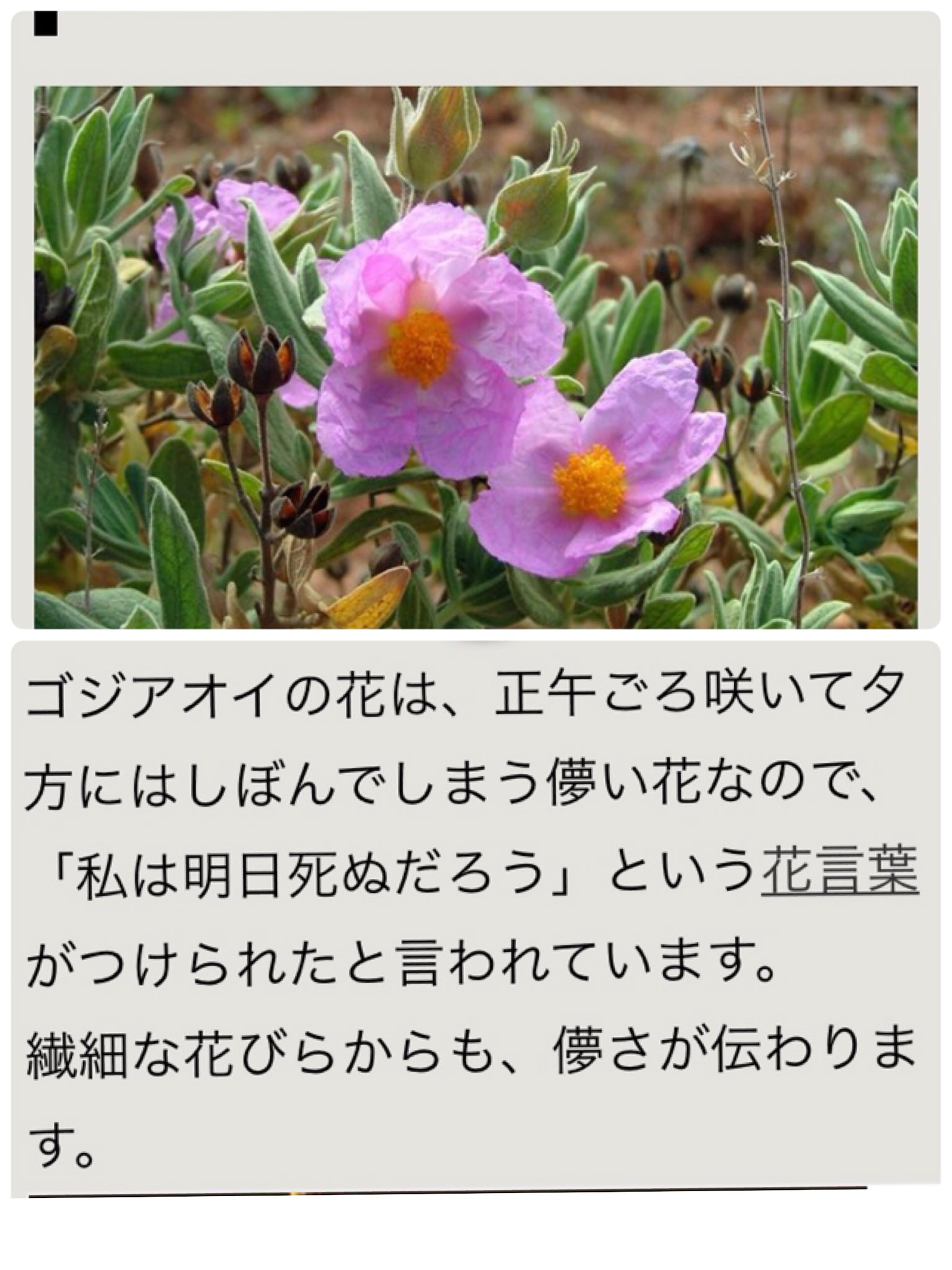 りつ 午時葵 コジアイ ってどんな花 か気になって調べたら めっちゃ可愛い だった フォロワーさんが 花言葉が怖いって言ってたけど 本当そうだった 優也さんどこでこの 知ったの T Co Xhvengcgjn Twitter