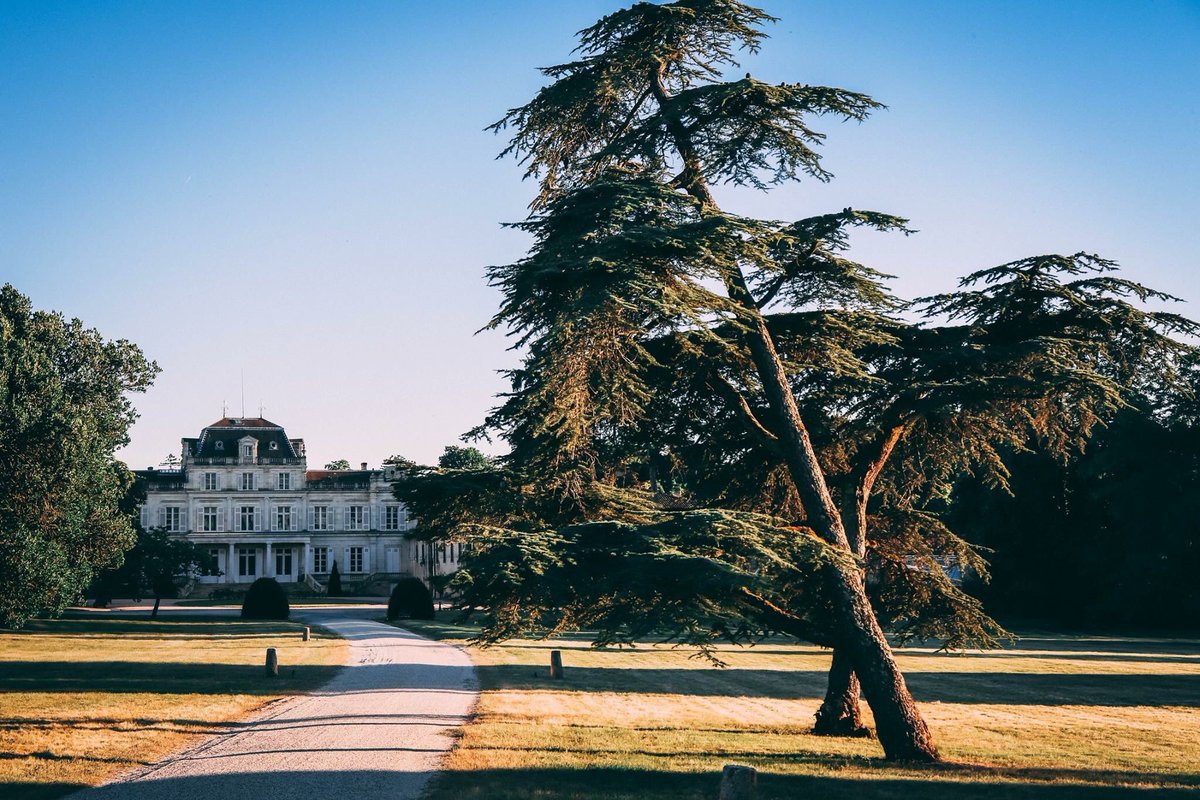 giscours_gcc's tweet image. The parks surrounding #Giscours are populated with many old trees, some planted centuries ago.

Making the scenery even greater, this one in front of the Château decided to grow sideways...

#margaux #grandcru #winelover #wine