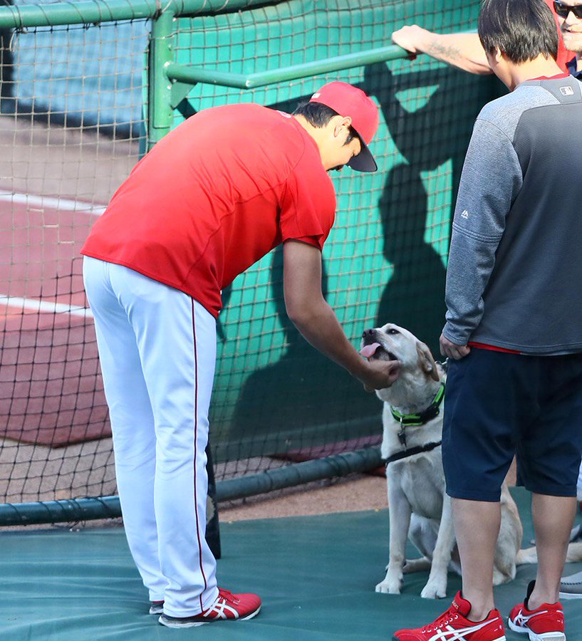 スポニチ記者ツイート 野球 これも エンゼルス の 大谷翔平 選手 試合前のひとコマ グラウンドに登場した介助犬とあいさつを交わしていました 大リーグ担当 Ohtani Angels Mlb Dog T Co Djavg4fcv0 Twitter