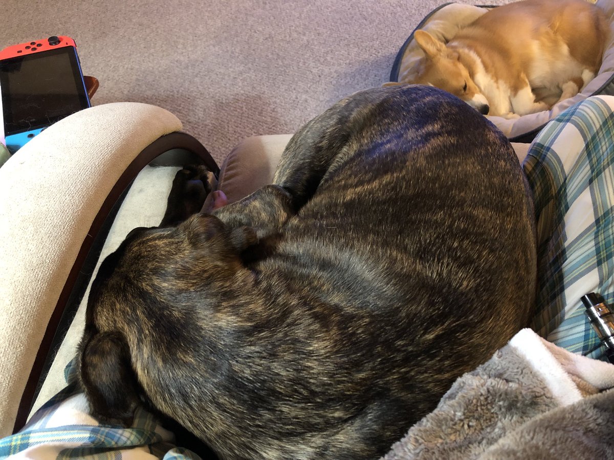 gummby's tweet photo. Mr. #DogenBrick here care absolutely none about the size of the chair or Mom’s lap. #SamusShepard however is quite cozy in her floor bed. https://t.co/nBSVQsiQDu