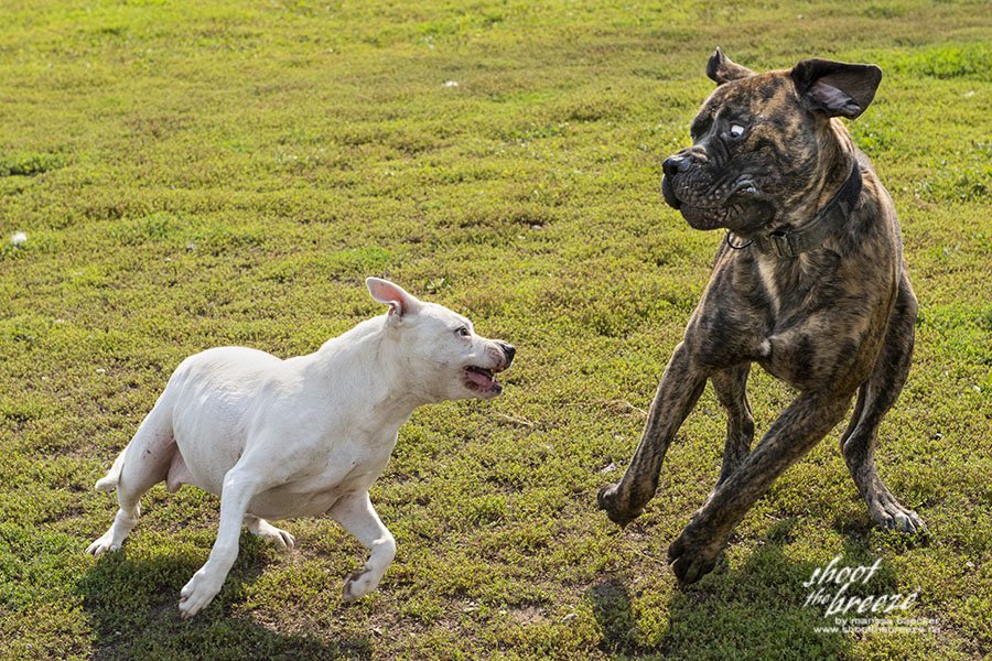 Marissa_Baecker's tweet photo. Size does not matter - attitude is everything! #dogs @barknflyonline #playtime #wideopenspaces https://t.co/R0TxfM9mVR