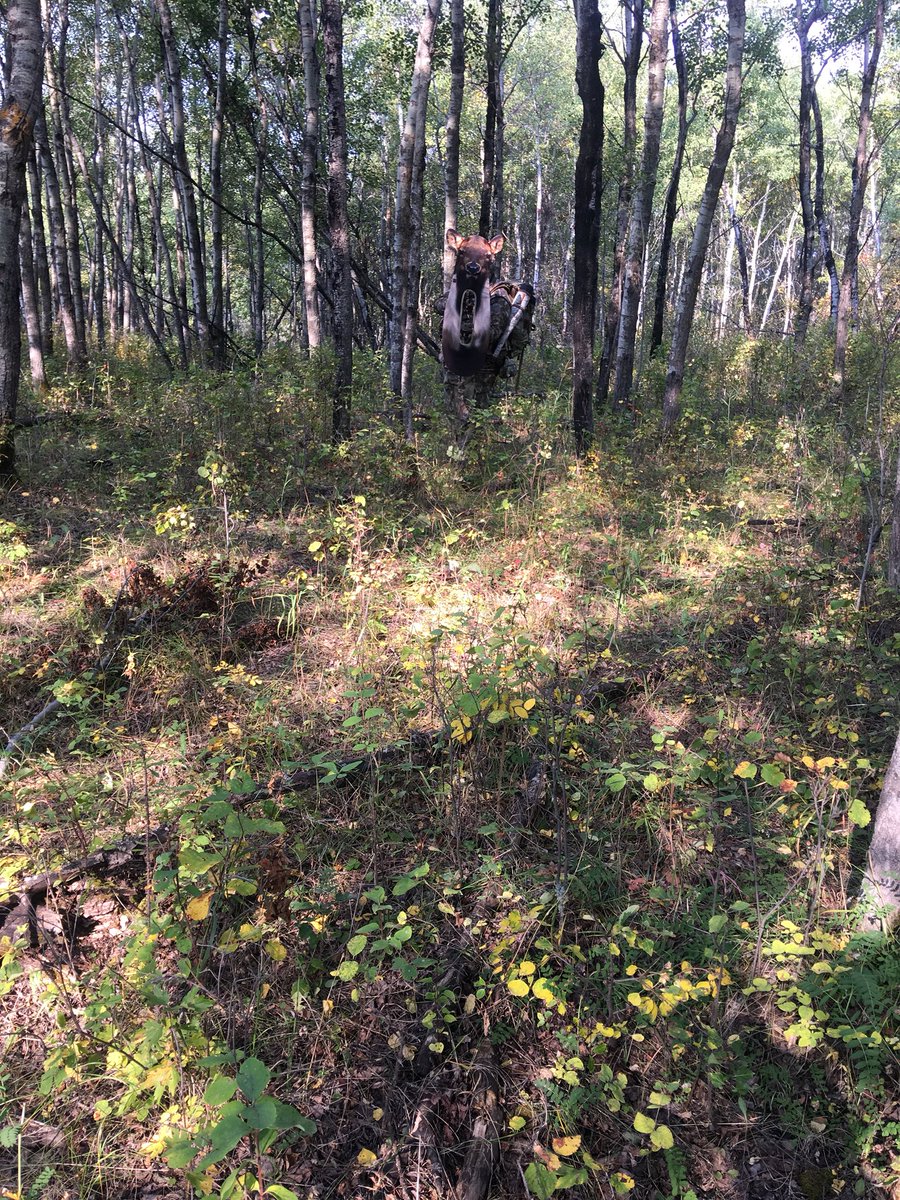 altahunthelp's tweet image. #UltimatePredator #decoy #Elk #stalking #Alberta #Bowhunting #fun