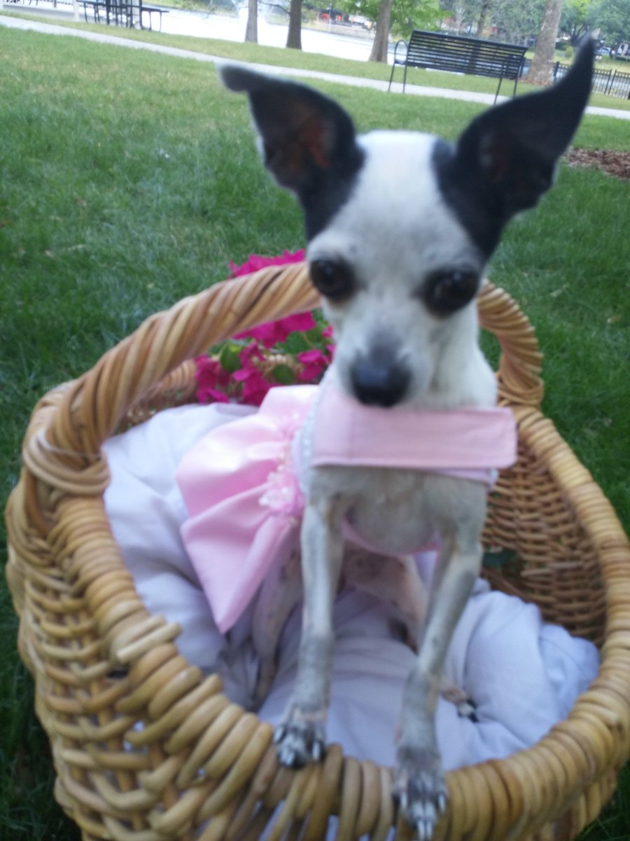 RealTeriFLA's tweet photo. #dogdaysofsummer #ilovemydog #cute #weratedogs #chihuahua #besties #flabchdogs #adoptdontshop #seniorrescues #conservativedogs #dog #DogsofTwittter https://t.co/Opt3vdxXYO