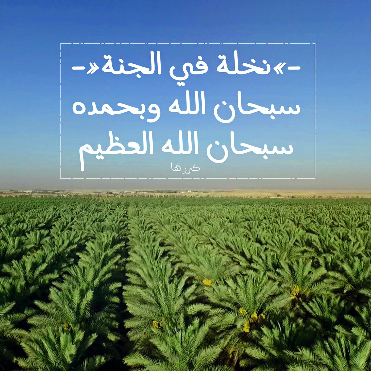 A_16____'s tweet photo. #نخله_في_الجنه #غرد_بذكر_الله #صيام_العشر_من_ذي_الحجه #صيام_عاشوراء #سبحان_الله_وبحمده
.
 #نواف_العابد_شبابي https://t.co/06192y1NEr