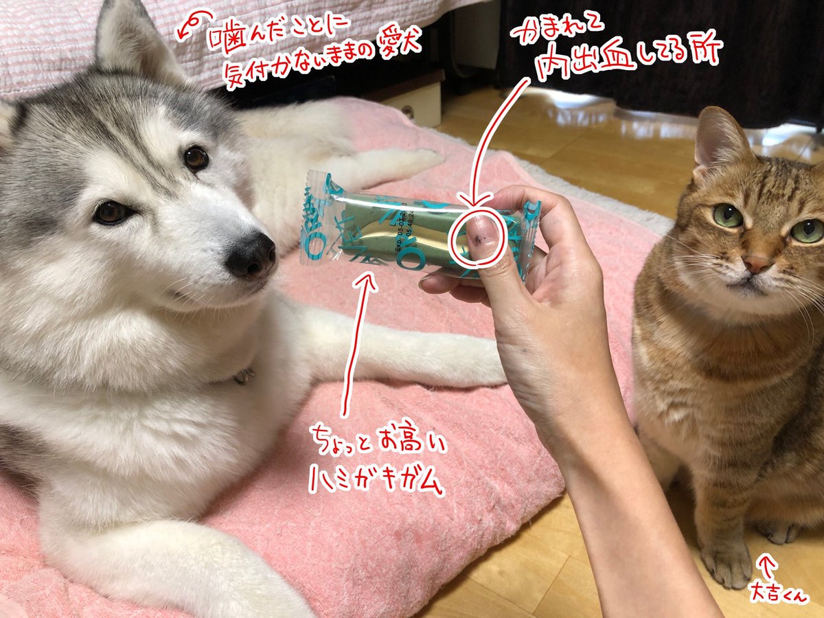 犬に歯磨きガムをあげてたら噛まれて骨折した人が保険会社に提出した報告書が可愛すぎる 犬関連の骨折は5回目 Togetter 犬に歯磨きガムをあげてたら噛まれて骨折した人が保険会社に提出した報告書が可愛すぎる 犬関連の骨折は5回目 Togetter