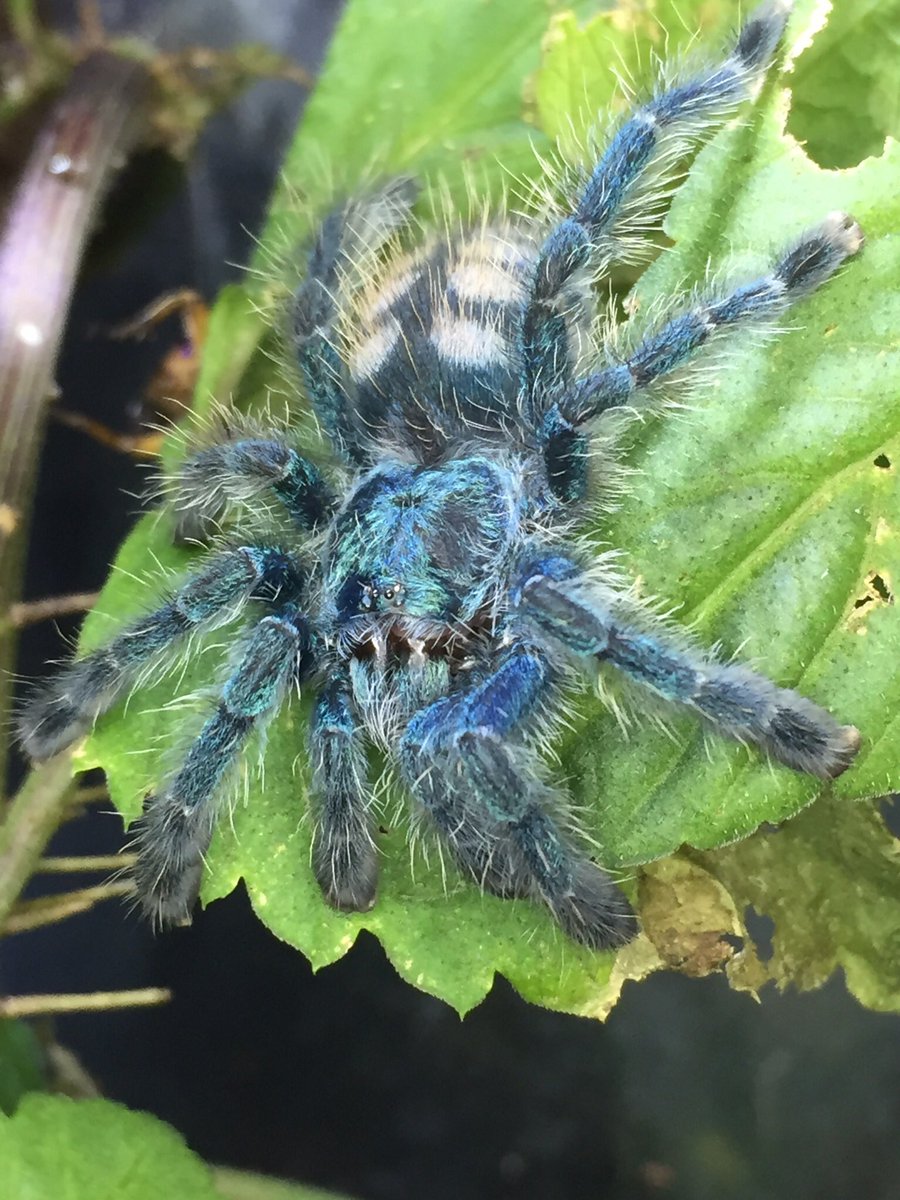 スパイダーマン流行ってるからうちのスパイダーマンも見て！ クモって