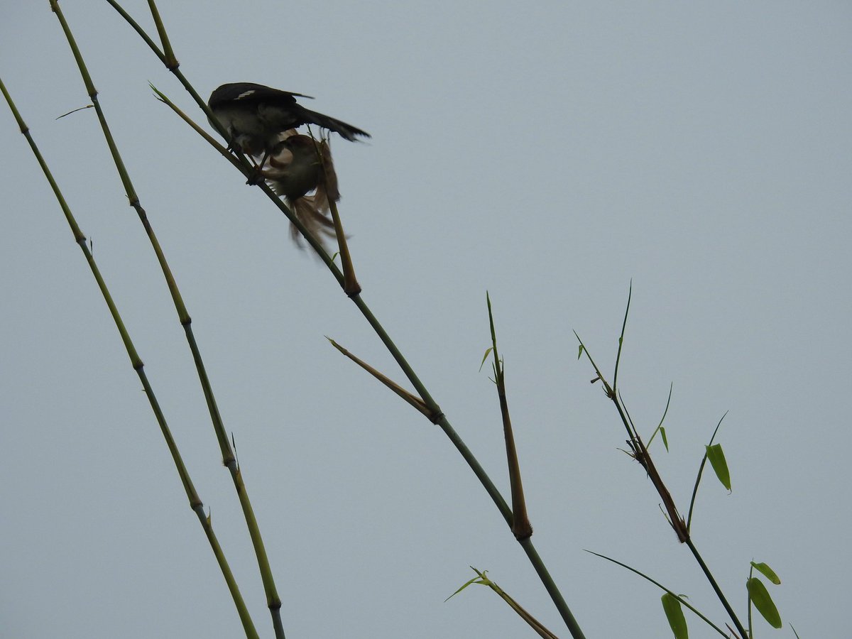 nehaa_sinha's tweet photo. Was tremendously lucky to witness this natural history moment: a smaller Yellow-eyed Babbler chasing off the visiting Jacobin Cuckoo. The cuckoo may have come from Africa! Now that's one way to guard one's turf: a scratch in the face!
Asola, Delhi 
@Avibase https://t.co/xoKySkqcM8