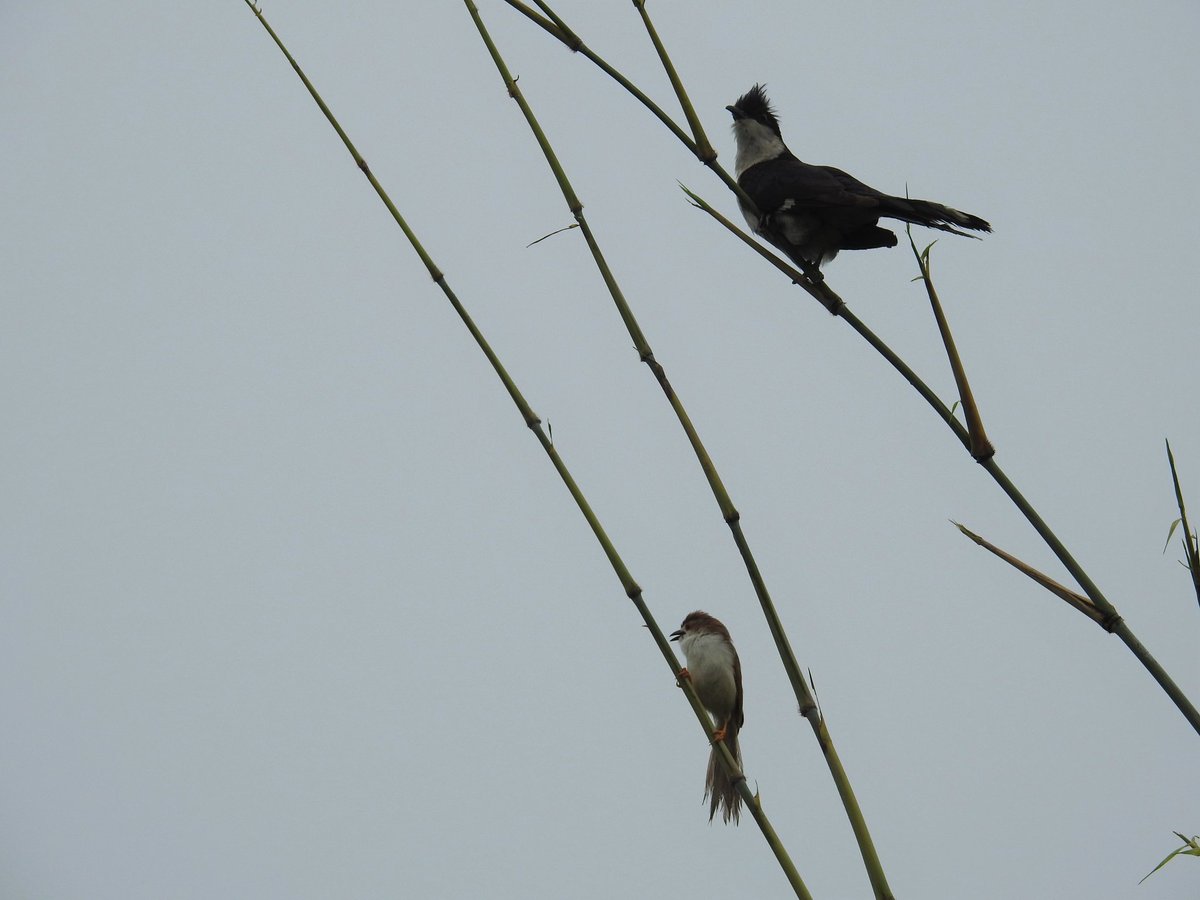nehaa_sinha's tweet photo. Was tremendously lucky to witness this natural history moment: a smaller Yellow-eyed Babbler chasing off the visiting Jacobin Cuckoo. The cuckoo may have come from Africa! Now that's one way to guard one's turf: a scratch in the face!
Asola, Delhi 
@Avibase https://t.co/xoKySkqcM8