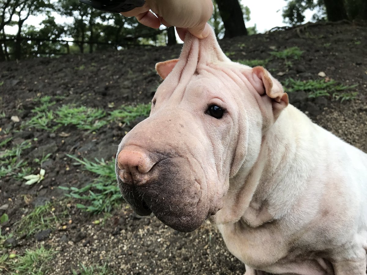 プーキーズ Pa Twitter ウルトラマン 笑 シャーペイ もやちゃん プーキーズ どこもかしこも伸びる