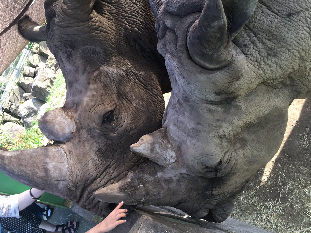 アン キャラスト 4cko Caravan Twitter