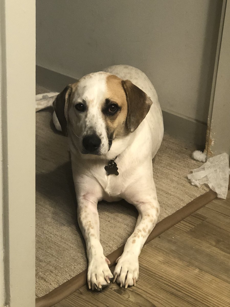 ziegler_md's tweet photo. It seems that there was a beautiful piece of paper waiting for me in the mailbox when I got home...
as usual, Yoshi is nonplussed.
#vascularsurgery #boardcertified #doubleboarded #abs #matchingpair #surgery #academia #medtwitter https://t.co/VcN0V0bCVs