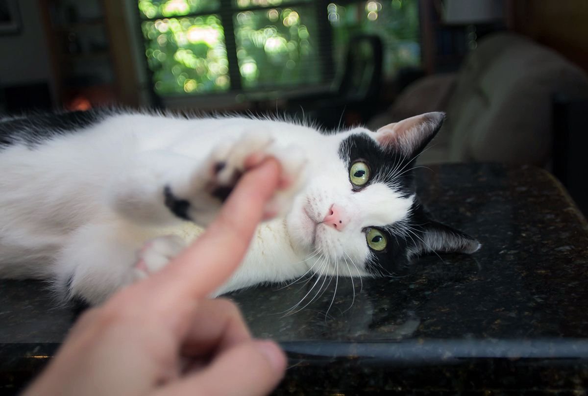 tell ME what to do? no. i BLOCK you!! 

#CatsofTwitter #IDoWhatIWant