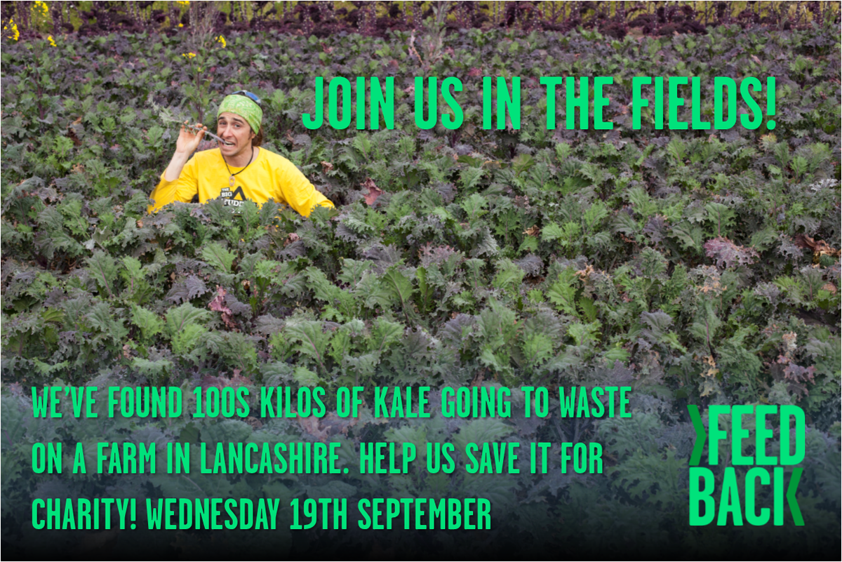 GleaningNW's tweet photo. Come gleaning a week today! Sign up here https://t.co/2Mwagwt7AQ to save 100's of kilos of kale from going to waste in Lancashire #foodwaste #gleaning #farmtofork https://t.co/sKg0nKGx4i
