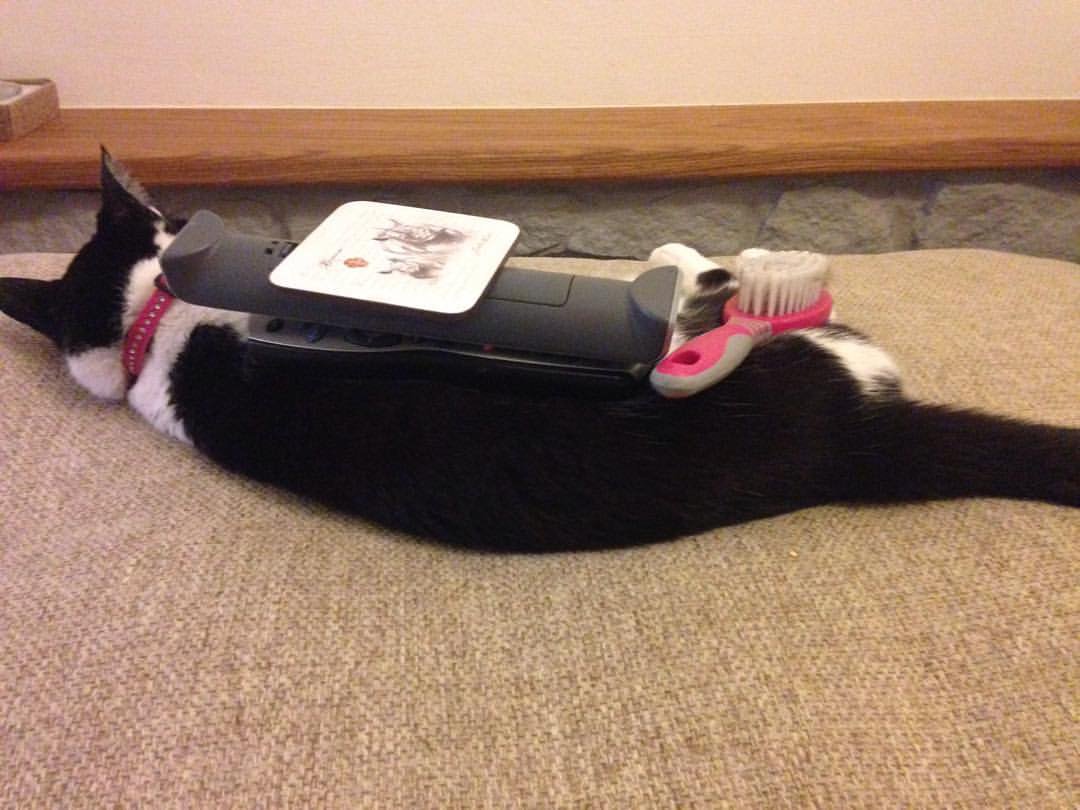 JamieAtSR's tweet image. Who needs super mega playbox system when all you need is a Cat and sofa wares! 

Cats can buckaroo too... mine just didn't move! 

#WednesdayMotivation 
#CatsOfTwitter
#cats #random #VideoGamesDay
#buckaroo