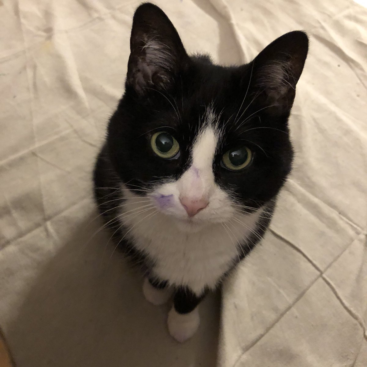 SteveLight's tweet image. Progress.Foam core for the Books of Wonder windows. PanPastels to color the black marker line work. The foam board does not warp. Needs spray fix-The cat seems to like them also. @booksofwonder @candlewickpress @candlewick_sl #windowdisplays #windowdisplay #windowdisplaydesign