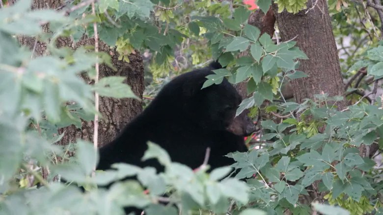 CBCOttawa's tweet photo. ICYMI | It's official — the number of bear sightings in the National Capital Region this year is unusually high.

As of late yesterday afternoon, Gatineau police had 14 calls about a bear sighting: https://t.co/PMx5AtO8zL https://t.co/ibccd4lw9M