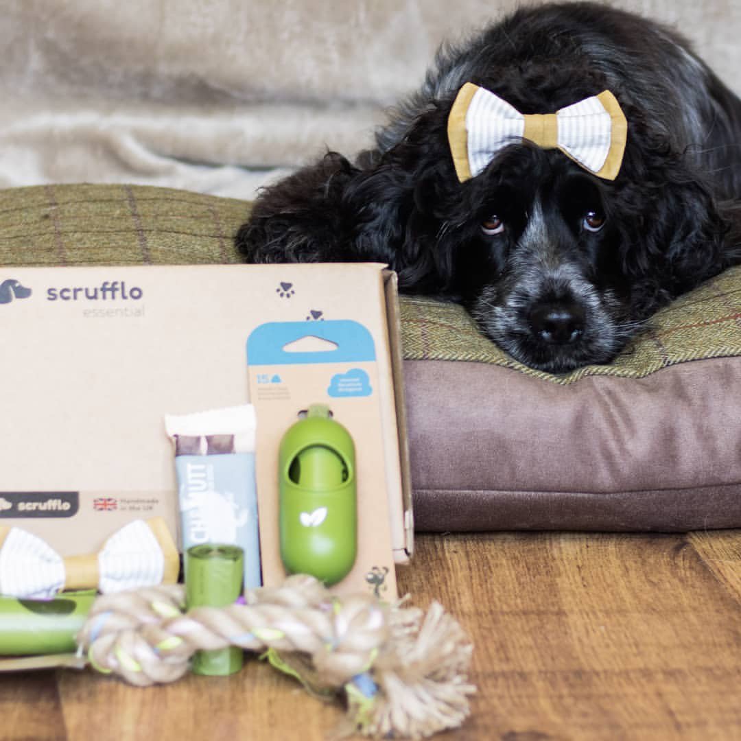 Wednesday ✅ Bow Tie ✅ Scrufflo Essential Box ✅ #onwednesdaywewearbowties
-
@woofwagwalk
-