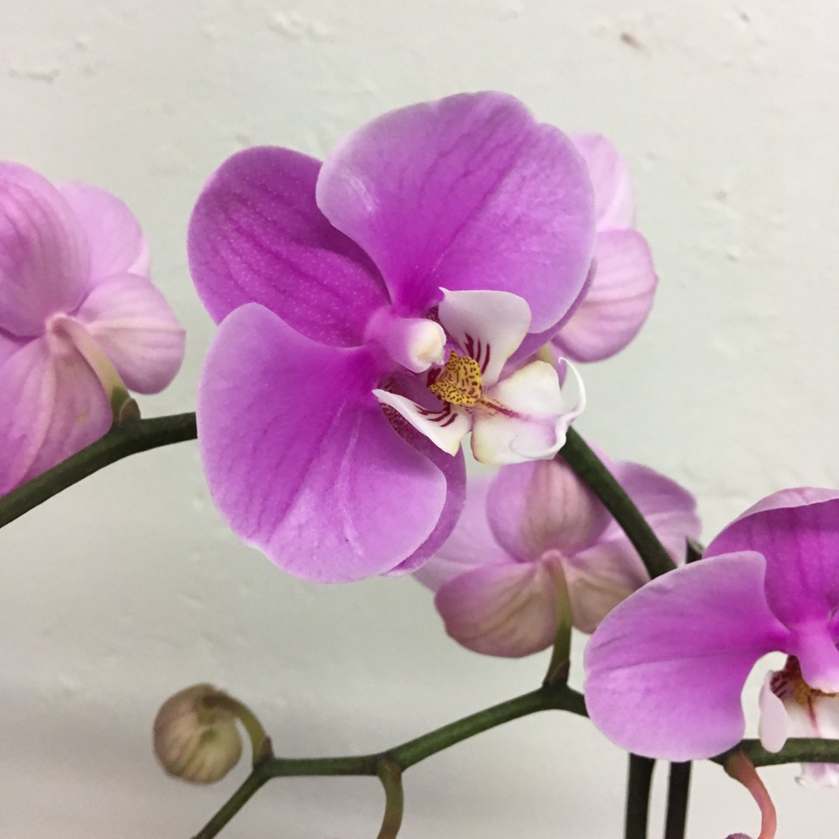 Enchanted Florist tweet media