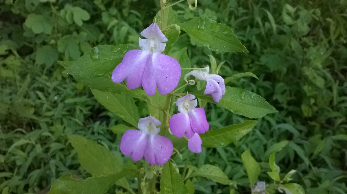 JilpaPN's tweet photo. Natural variation in #FlowerColour of #Impatiens balsamina #Balsam #MonsoonFlora #Dapoli #FloraOfDapoli https://t.co/7SGFoUmgfD