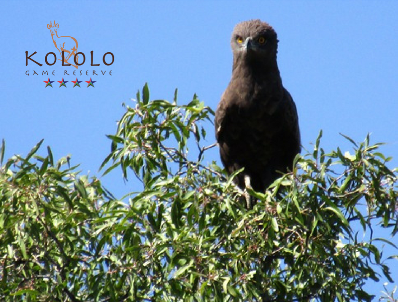 Have you spotted an Eagle on Safari? We spotted this beauty during a game drive: A Brown Snake Eagle. #welgevondengamereserve #kolologamereserve #safari #gamedrivesafari #gamedrive