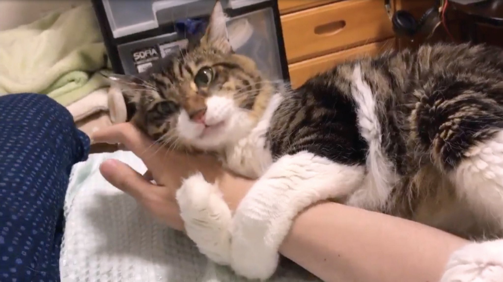 生き物にサンキュー 今日の生き物にサンキューはご主人しか愛せない犬ネコが登場 ちょっと変わった愛情表現も 偏った愛も もうたまらない 是非ご覧ください 生き物にサンキュー 犬 イヌ 猫 ネコ 犬ネコ 癒し ペット T Co