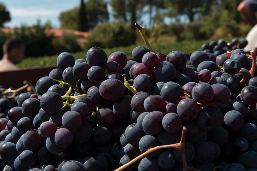Un nouveau millésime arrive! 🍷🍇
100% Vendanges Manuelles 🤲
#vinsdebandol #vendanges #vin #vigne #raisin #récolte #wine #harvest #frenchwine #savoirfaire #vendangesmanuelles #vigneron #winemaker #redwine #rosedegarde #vinrouge #wineyard #secretapartager #grandvin #mourvedre