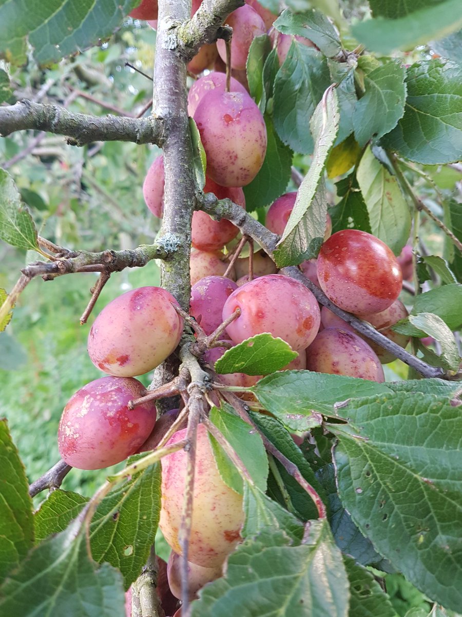 OverLangshaw's tweet photo. AUTUMN!! fresh picking in mums garden today🍎🍈🍏home grown fresh fruit make the best sorbets #seasonal #scottish #gardenfresh #coolas #sorbets https://t.co/Bu0sMoxs4J