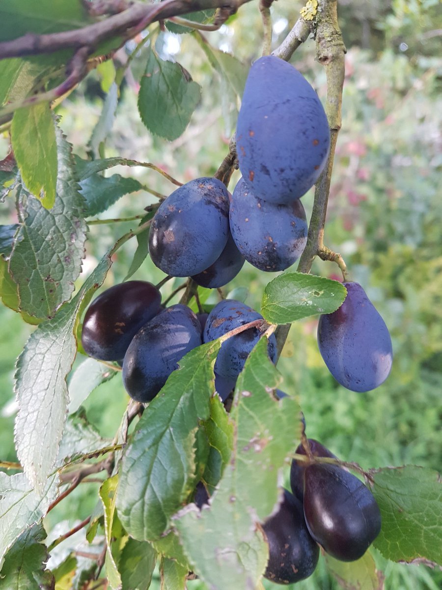 AUTUMN!! fresh picking in mums garden today🍎🍈🍏home grown fresh fruit make the best sorbets #seasonal #scottish #gardenfresh #coolas #sorbets