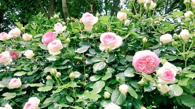 花言葉のtwitterイラスト検索結果 古い順