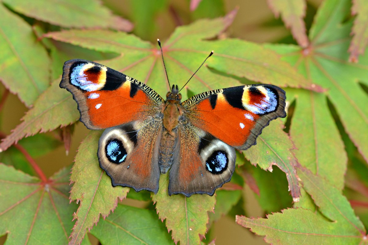 luthfiannisahay Peacock Butterfly  Dalam Bahasa Indonesia 