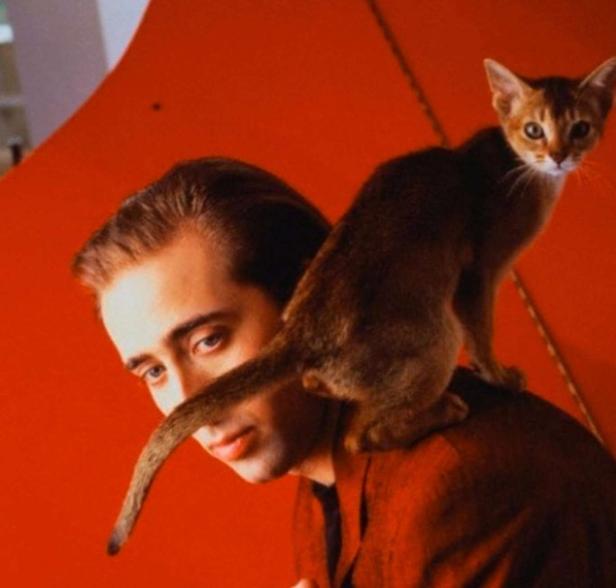 Blimunda Io Non Amo Le Poesie Tenere Sui Gatti Ma Ne Ho Scritta Una Comunque Charles Bukowski Tweetinrosso Fragolinarossa8 Nicolas Cage Friend T Co Ijbgcepcg8