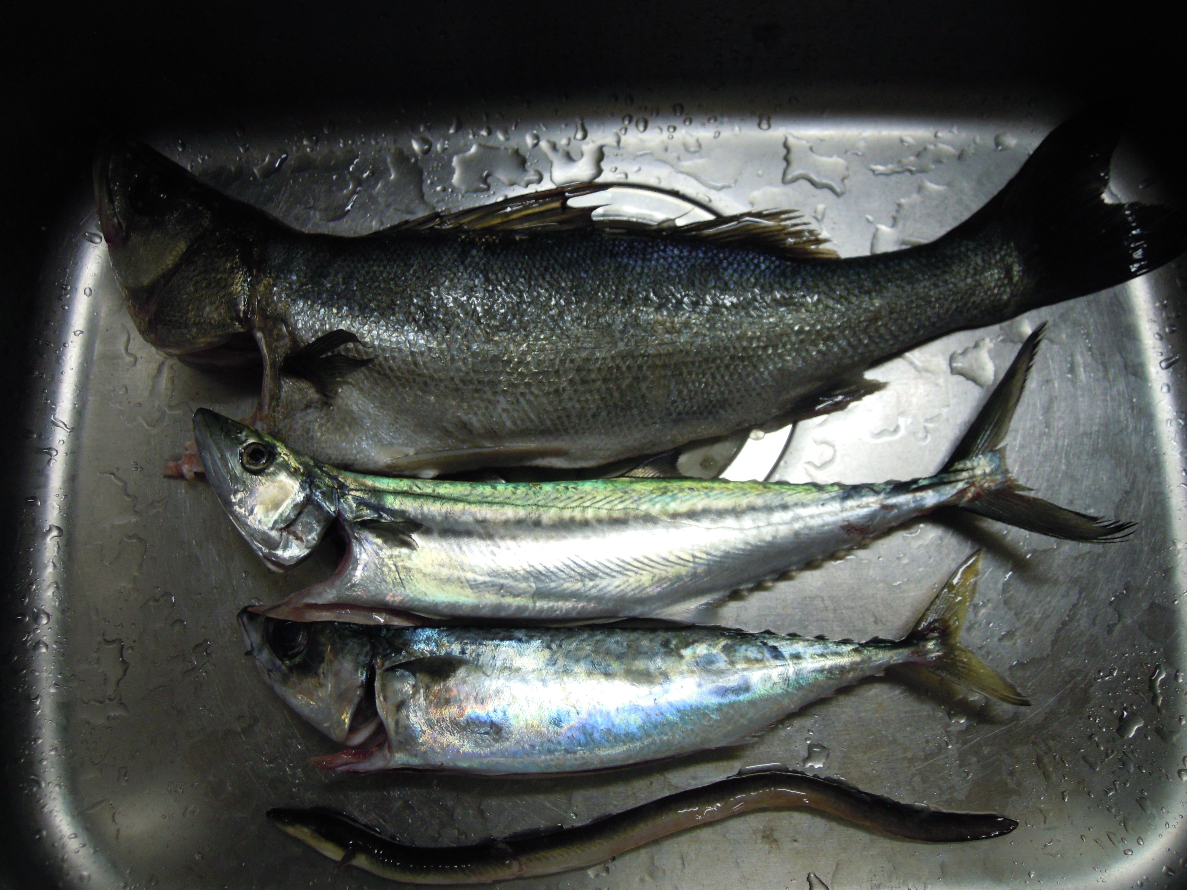 詩乃流 今週のお魚 上からスズキ サゴシ サワラの若魚 ゴマサバ ウナギです スズキとサゴシはお刺身 ウナギは蒲焼にしました サゴシ サワラ はたまにスーパー等でも売っていますが 皮を丁寧に取っていないと臭くて美味しくありません お