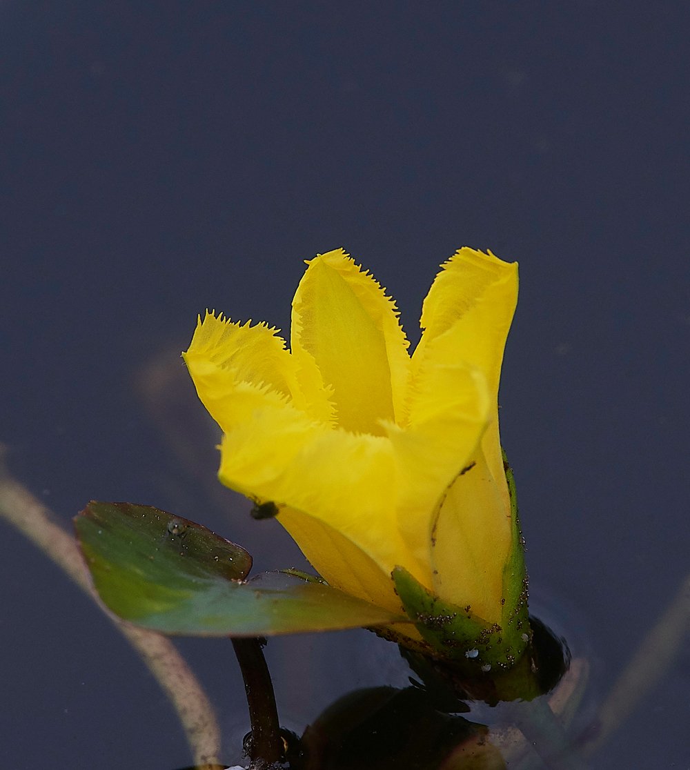Caryocatactes's tweet photo. The delicate curved lips of Bilberry flowers &amp; Fringed Water Lily. Hay Tor - @BSBIbotany #wildflowerhour @Britnatureguide https://t.co/1xDko8oQfI