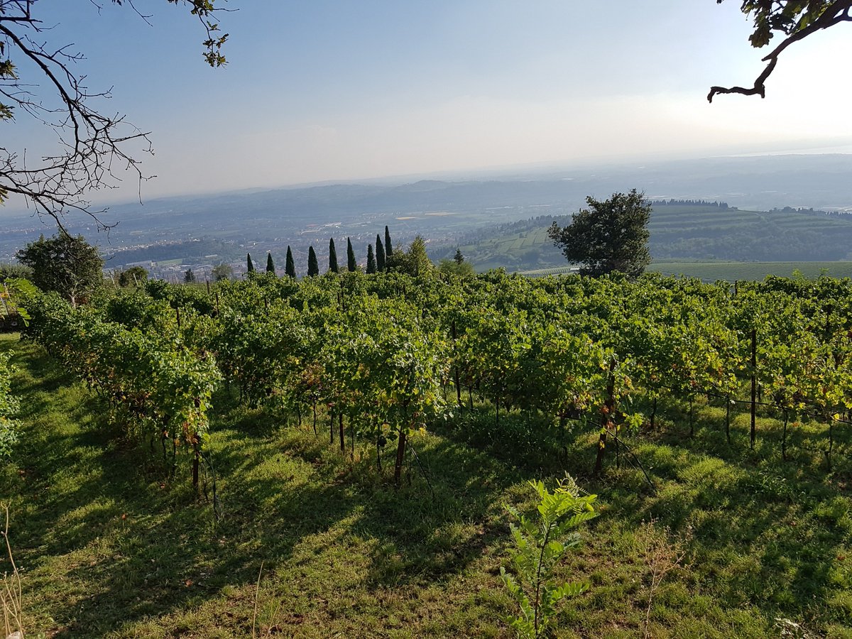 We are ready! Finally it's harvest time!🌿🍇🌞🍷