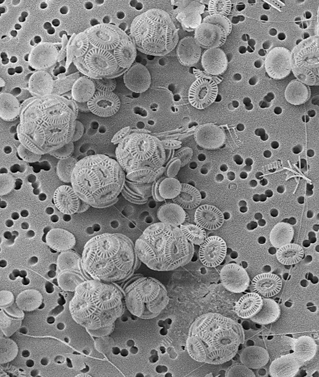 KyleMayers32's tweet image. Does calcification in #coccolithophores protect against grazing? Find out this afternoon at #challenger2018 (3:55 Lecture room 3), also see some cool #mesocosm videos @aquacosm