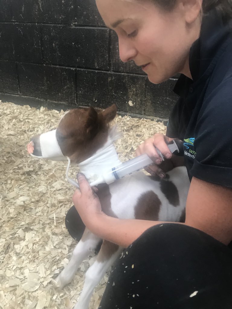 miniponyparty's tweet photo. Mile spent some her first 10 days in intensive care at #wrighton #Morten #Vets and #levershulme #equine Hospital https://t.co/ZDfQnFNEhj