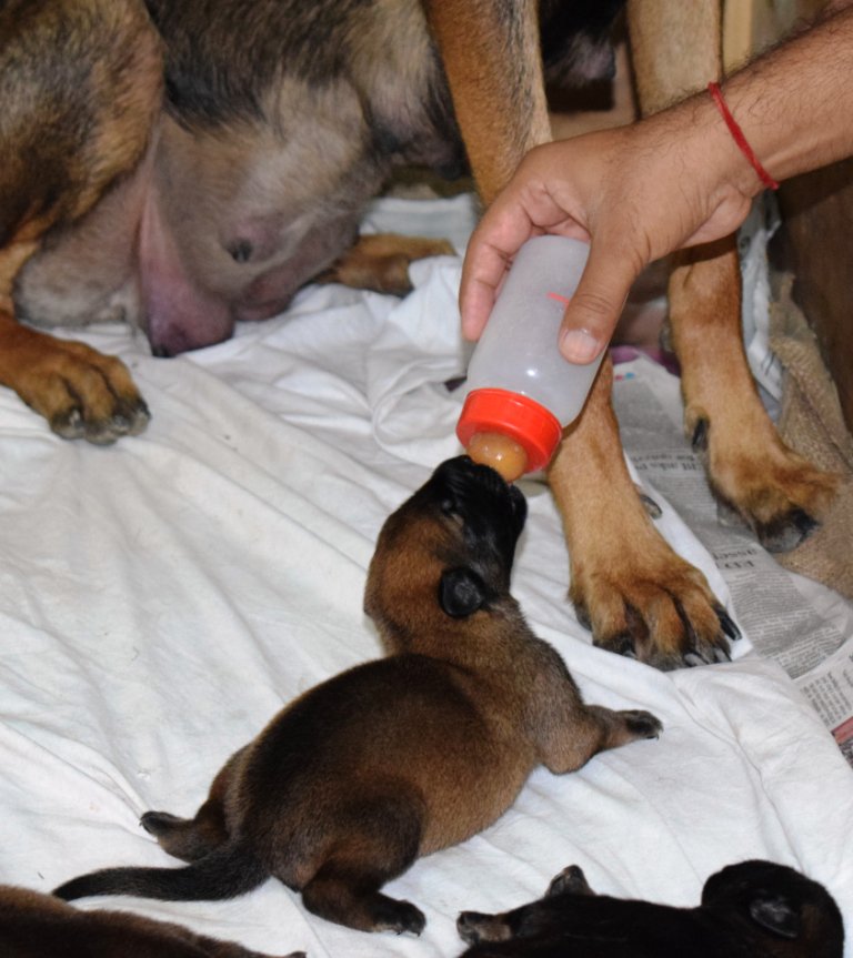 SSBDTBCDERA's tweet photo. Care & Management of pups @SSBDTBCDERA
Kims, BSD, of #SSB has given birth to 10 healthy pups on 06.09.18. Mothers milk is not sufficient for newborn pups. Pups are being fed with Baby Dog Milk under hygienic condition #CreatingBrandSSB. Pups are doing well. @DGSSB @renukamishra67 https://t.co/V5GsQGQp4a