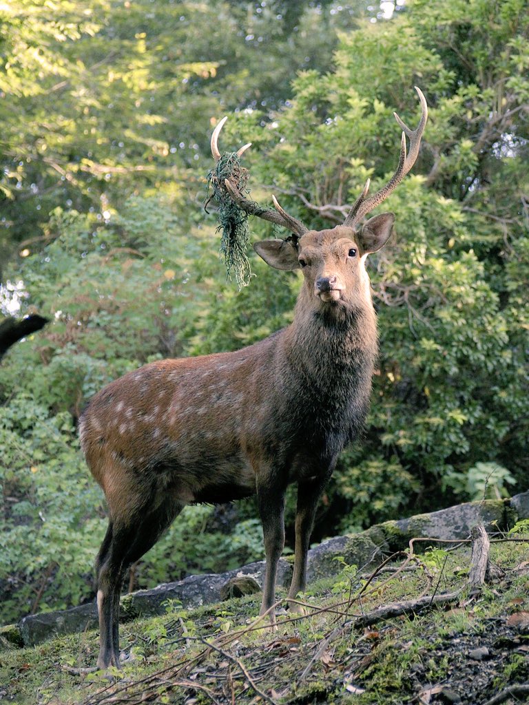 せんとくんのつぶやき 奈良県公式 A Twitter 今日の奈良公園 朝 大仏殿の東側ですっごいかっこいい鹿さんに会ったよ 鹿さんの王様みたいだね 奈良 奈良公園 鹿さん 鹿の王様 T Co Ej4fxmds2x