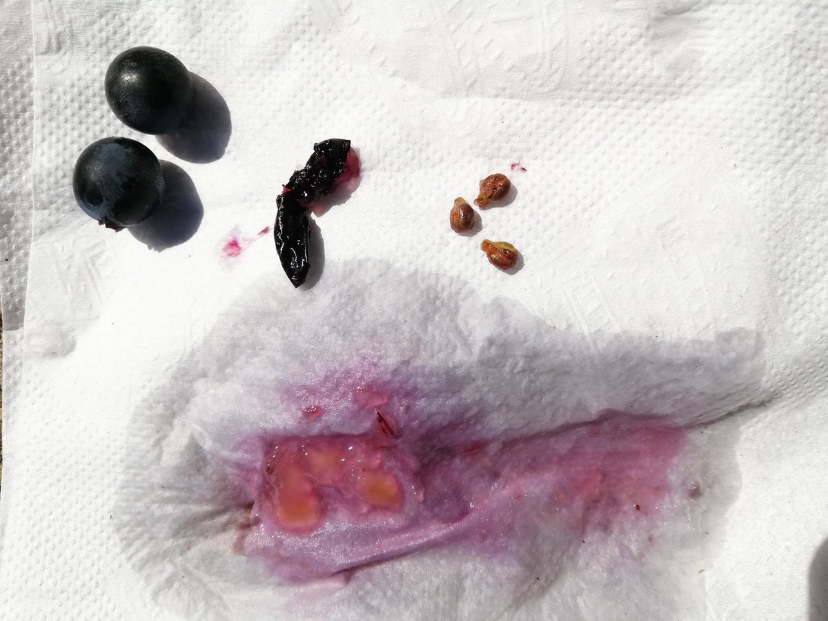 #Bordeaux : dans les starting-blocks pour commencer les #vendanges2018 des cépages rouges. Mais où en est la #maturité ?
- pellicule dure, chair gélatineuse
- couleur peu extractible
- arômes fruits frais
- pépins aoutés, peu astringents
Encore quelques jours de patience