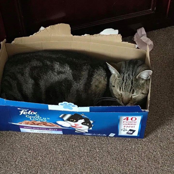 AbbeyVetsGroup's tweet photo. Meet Bert! Bert belongs to our Hoyland receptionst, Tracey #abbeyvets https://t.co/8gJP3AJS6N